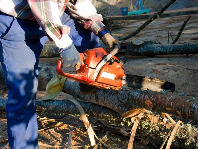 Qué considerar antes de talar un árbol