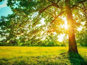 ¿Qué cuidado requieren los árboles con el comienzo del verano?