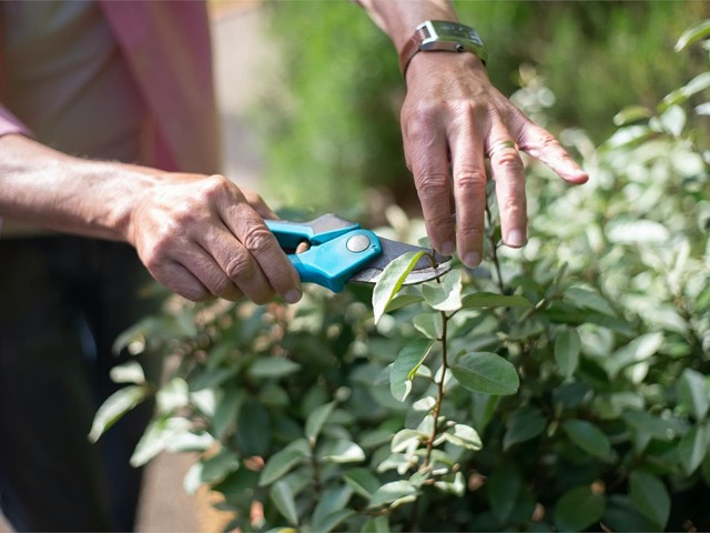 ¿Qué es la arboricultura? ¿Qué trabajos hace un arborista?