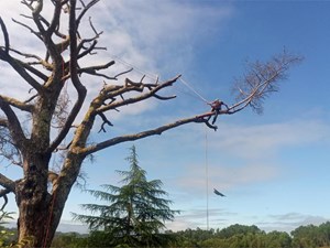 ¿Qué es la poda de seguridad y cuándo es necesaria?