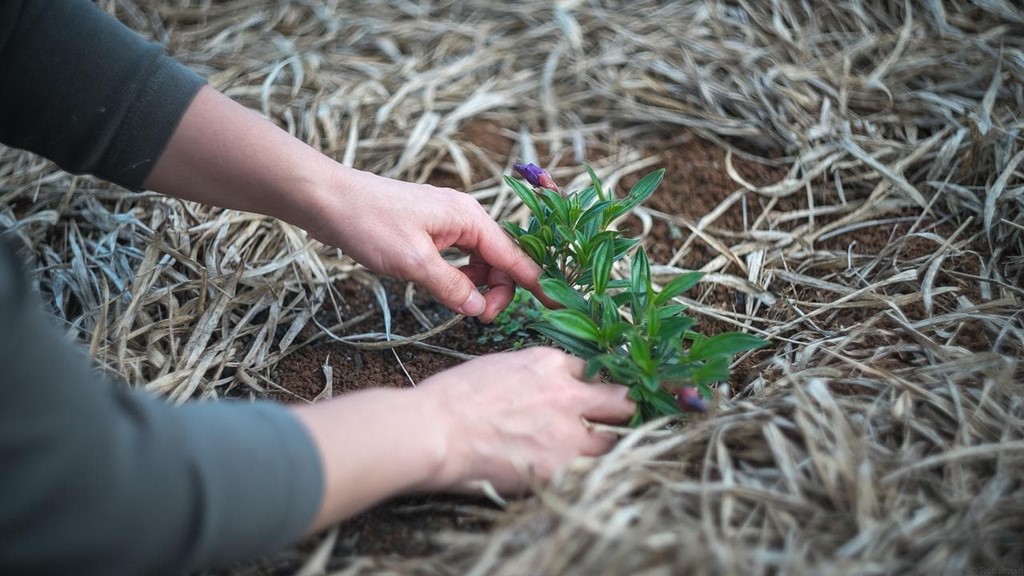 ¿Qué es un arborista? 