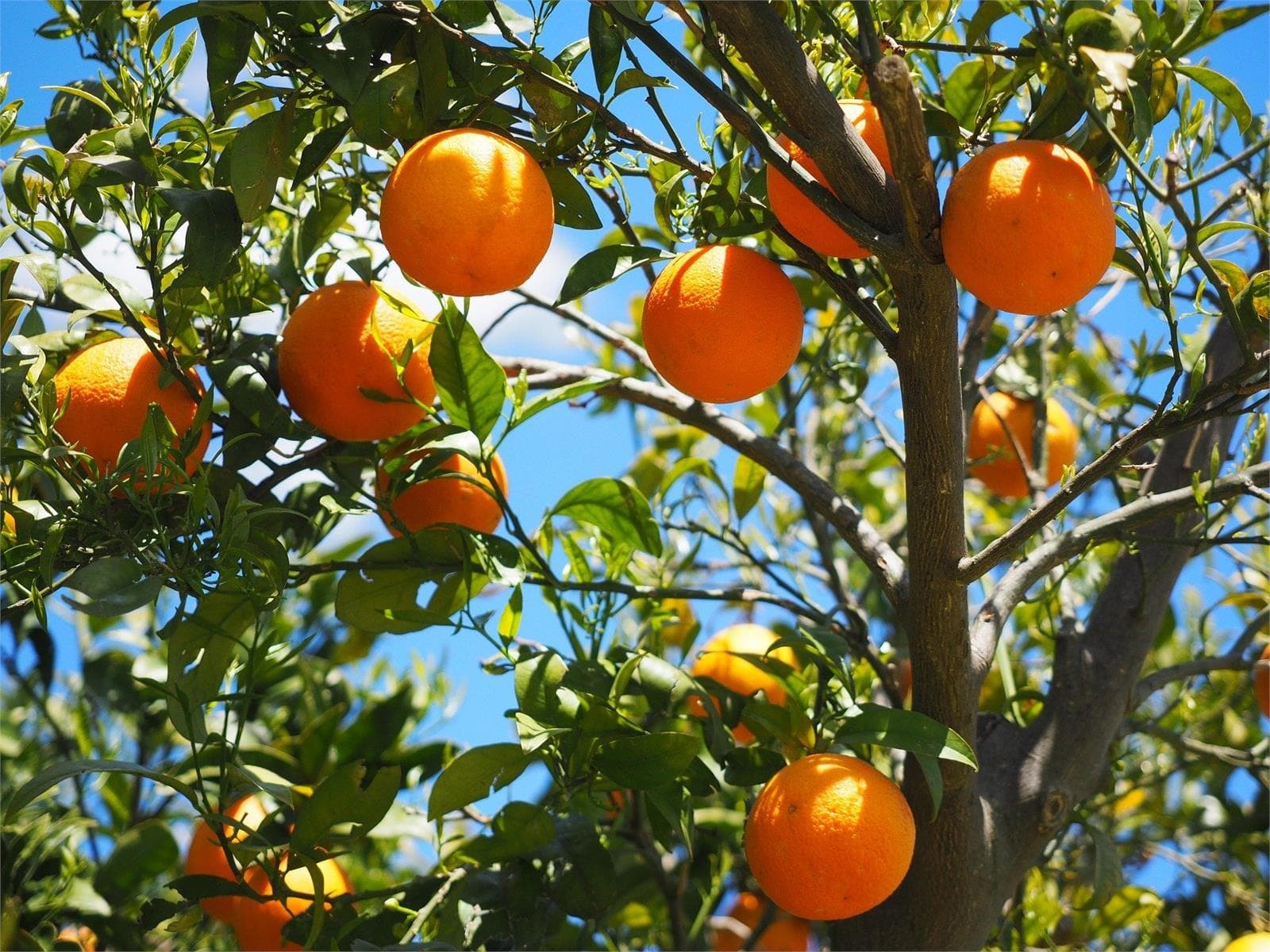 Todo lo que necesitas saber sobre la poda de árboles frutales - Imagen 1