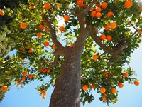 Todo lo que necesitas saber sobre la poda de árboles frutales